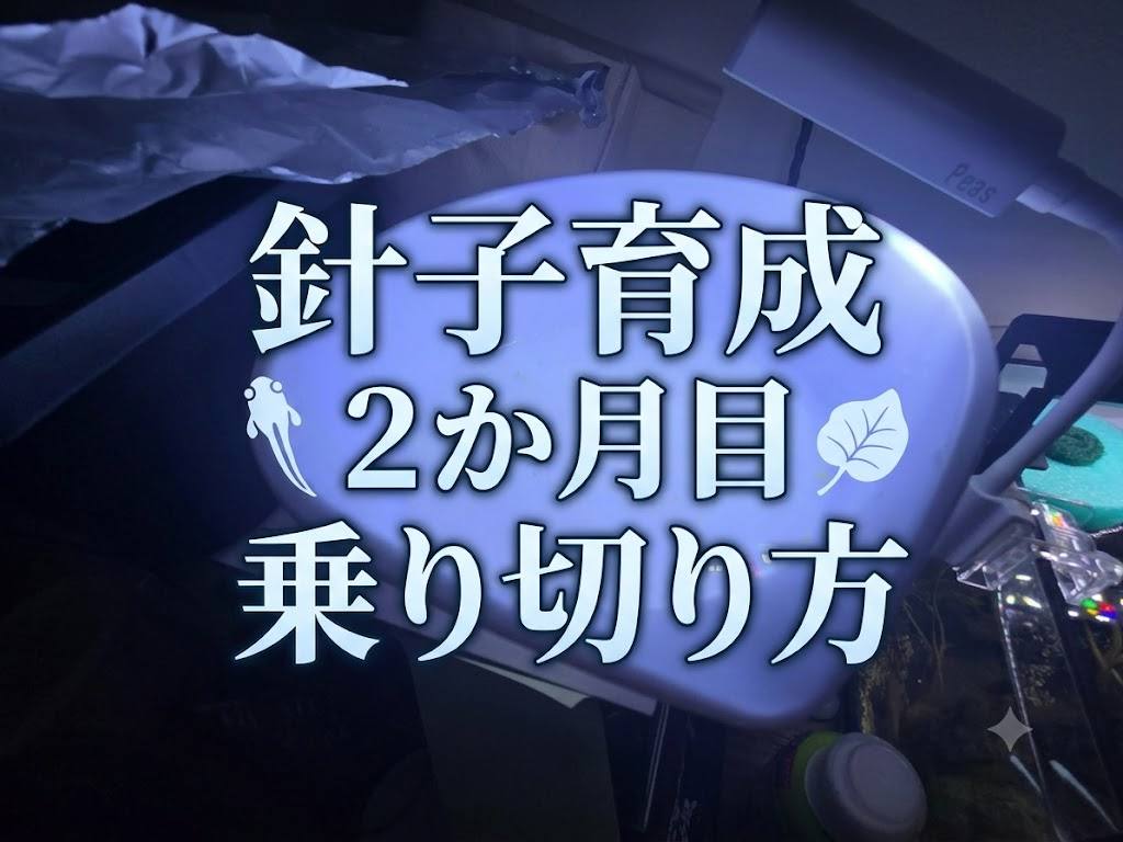 針子の育成2か月経ったことについて書いた記事のアイキャッチ画像